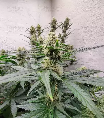 Sour Apple Autoflower feminisierte Samen (Humboldt Seed Company)