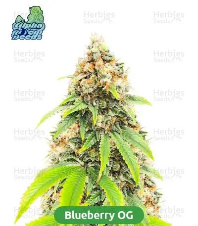 Starter Bundle #3: 3x5 seeds (Mixed)