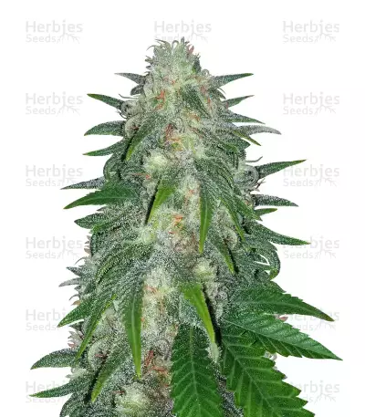 Super Critical Bud CBD (Garden Of Green) Cannabis-Samen