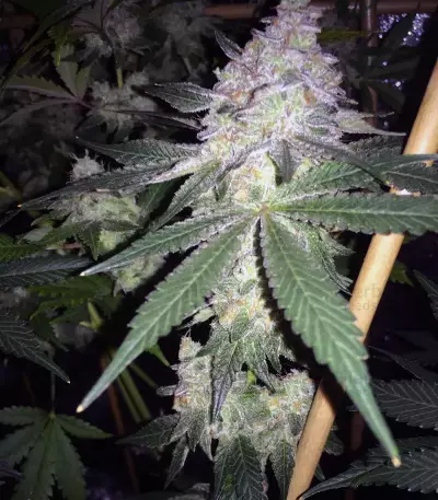 The New (Humboldt Seeds Organization) Cannabis-Samen