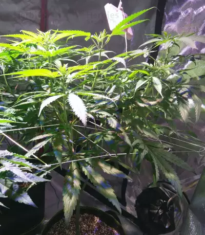 Three Blue Kings (Humboldt Seeds Organization) Cannabis-Samen