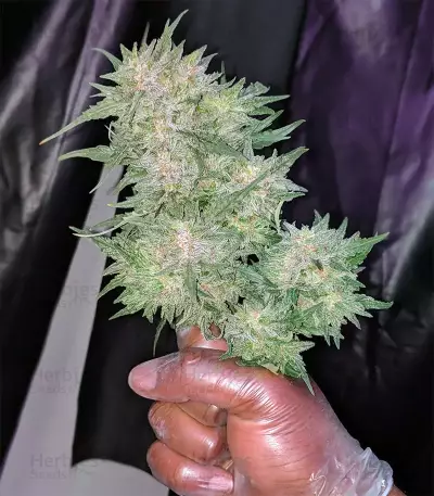 Trans Siberian Auto (Auto Seeds) Cannabis-Samen