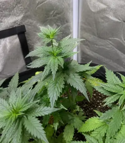 Trop Cherry (Original Sensible Seeds)