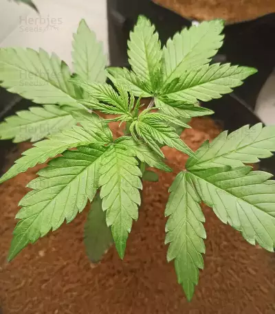 Wedding Glue Auto feminisierte Samen (Fast Buds)