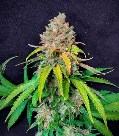 Super Silver Haze (GHS) Cannabis-Samen