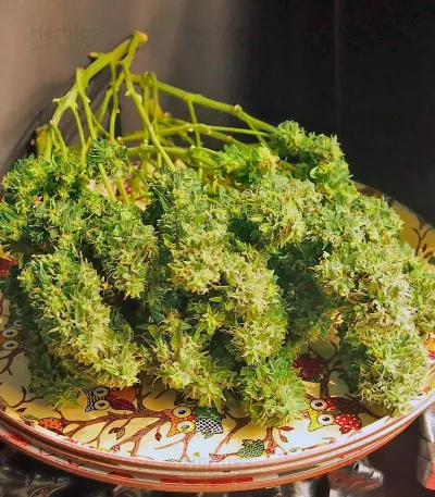 Jack 47 Auto (Sweet Seeds) Cannabis-Samen