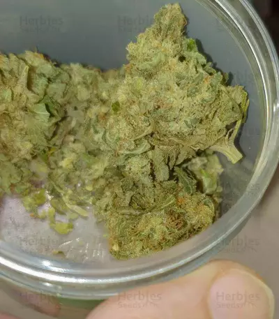 Wedding Cake (Seedstockers) Cannabis-Samen