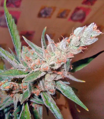 Green-O-Matic Auto (GHS) Cannabis-Samen