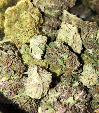501st OG Regular (Rare Dankness Seeds) Cannabis-Samen