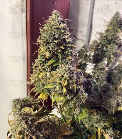 Original Auto Chemdawg (Fast Buds) Cannabis-Samen