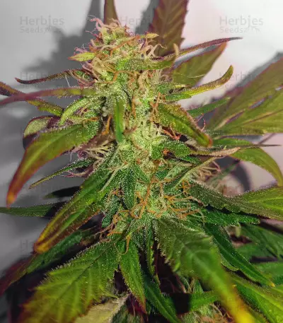 Auto Kaya 47 (Advanced Seeds) Cannabis-Samen
