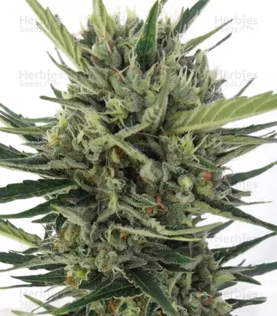 Auto Malawi x Northern Lights (Ace Seeds) Cannabis-Samen