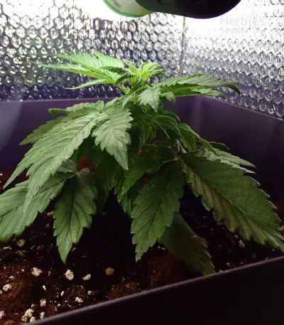 Auto Super Skunk (Auto Skunk) (Original Sensible Seeds) Cannabis-Samen