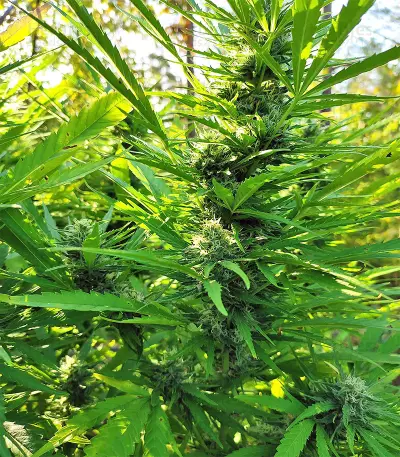 BCN Critical XXL
