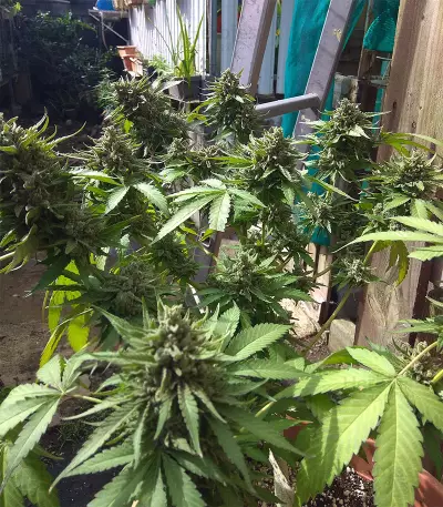 Crazy Mouse Cheese (Kera Seeds)