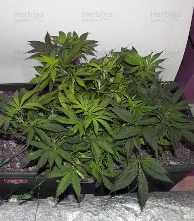 Crazy Mouse Cheese (Kera Seeds)