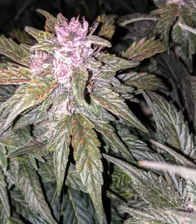 Critical 2.0 XL Auto (Garden Of Green) Cannabis-Samen
