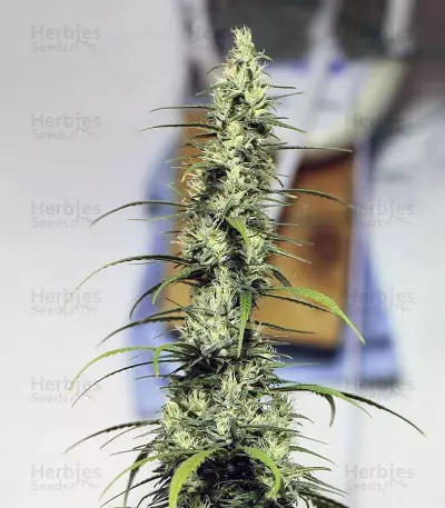 Destroyer Regular (CannaBioGen) Cannabis-Samen