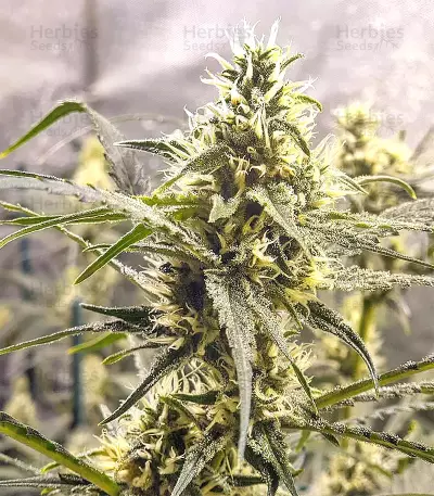 Golden Tiger regular (Ace Seeds) Cannabis-Samen