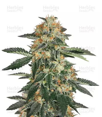 Gorilla Cookies (Expert Seeds) Cannabis-Samen