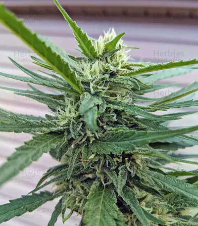 Gorilla (GG#4 Original Glue) (Expert Seeds) Cannabis-Samen