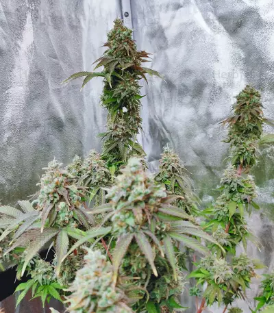 Grand Daddy Purp (Grand Daddy Purp) Cannabis-Samen