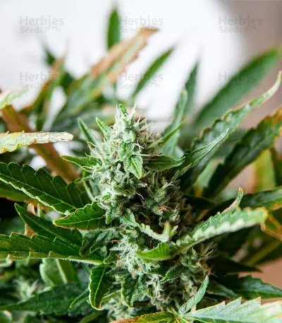 Hijack Auto (Auto Seeds) Cannabis-Samen