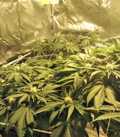 Kripple Roulette (Dr. Krippling Seeds) Cannabis-Samen