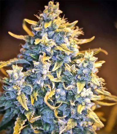 Malawi Breeders Pack regular (Ace Seeds) Cannabis-Samen