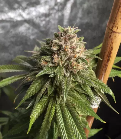 OG Kush CBD (Dinafem Seeds) Cannabis-Samen