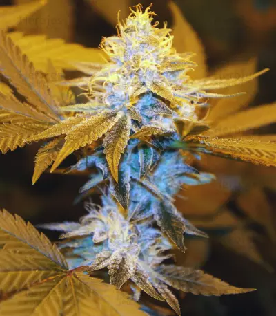 Strawberry Glue (T.H. Seeds) Cannabis-Samen