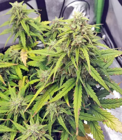 Strawberry Gum (Advanced Seeds) Cannabis-Samen