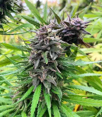 JillyBean regular (TGA Subcool Seeds / SubCool’s The Dank) Cannabis-Samen