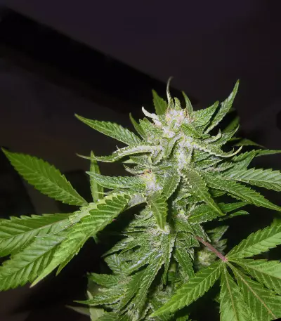 Super Lemon Haze x Clementine (GHS) Cannabis-Samen
