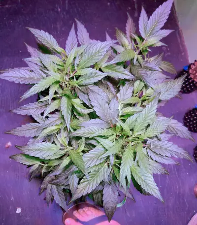 Super Mazar (Victory Seeds) Cannabis-Samen