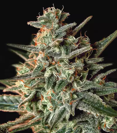 Sweet Bilbo (Genehtik Seeds) Cannabis-Samen