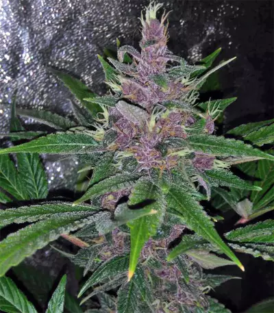 Violeta (Ace Seeds) Cannabis-Samen