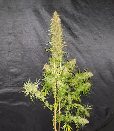 Zamaldelica (Ace Seeds) Cannabis-Samen