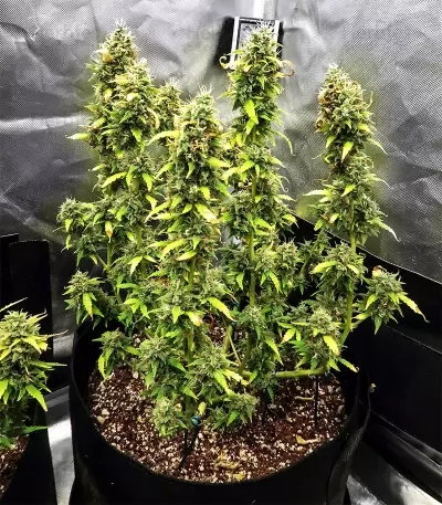 Z Auto (Original Sensible Seeds) Cannabis-Samen