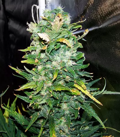 Zuri Widow (Genehtik Seeds) Cannabis-Samen
