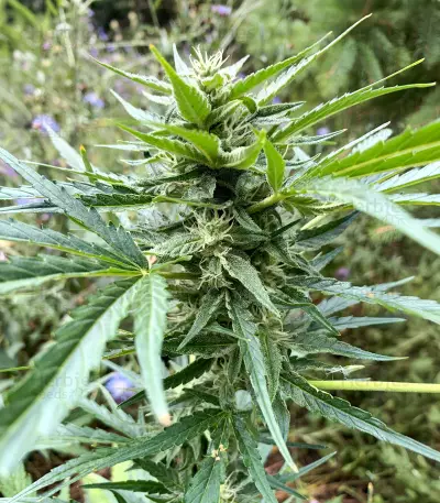 Auto Gelato (Female Seeds) Cannabis-Samen