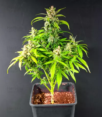 Bay Burger Early Version feminisierte Samen (Delicious Seeds)