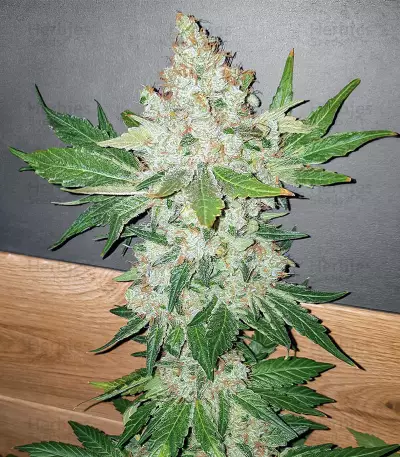 Blackberry Moonrocks feminisierte Samen (AlphaFem Seeds)