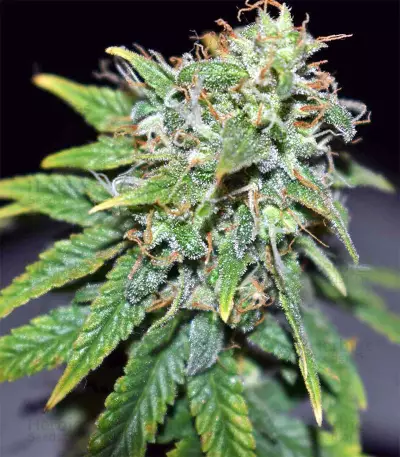 Blue Sherbet S1 strain