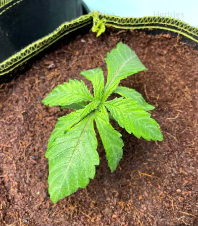 Blue Sunset Sherbert feminisierte Samen (Barney's Farm)