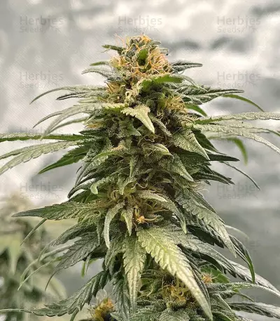 C-Vibez (Dutch Passion)