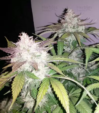 Cropical Fruit Auto (Cream of the Crop Seeds)