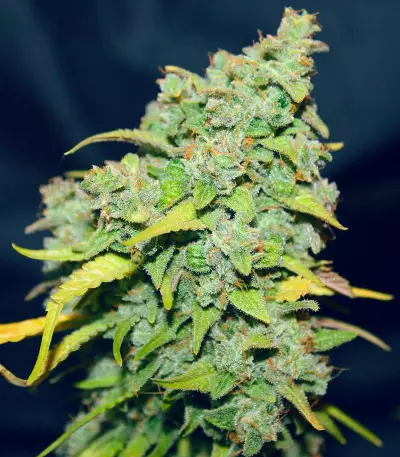 Fast & Vast Auto (Heavyweight Seeds) Cannabis-Samen