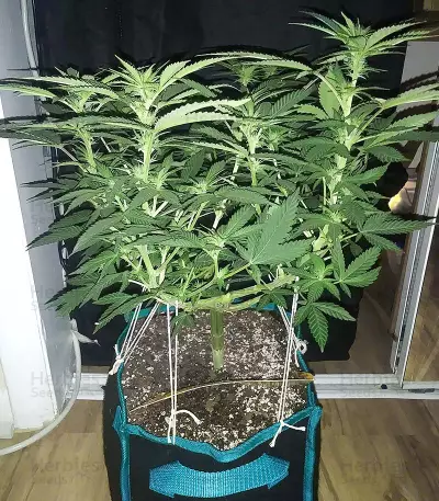 G13 x Blueberry Headband (Emerald Triangle Seeds) Cannabis-Samen