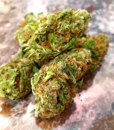 Ghost Train Haze feminisierte Samen (Seedkeepers)